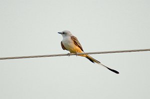 Flycatcher, Scissortail, 2006-08204462 Oklahoma